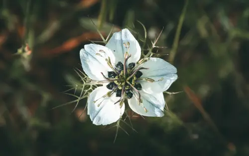 Wild Complexity