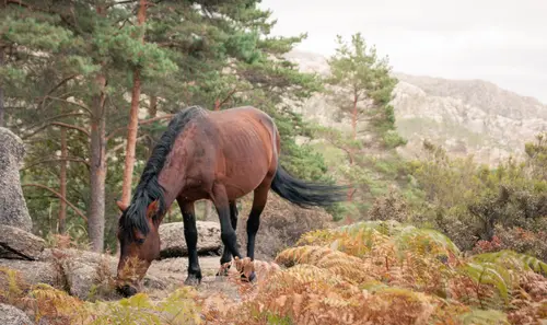 Wild Horse