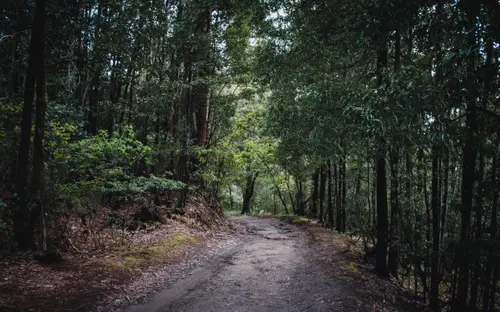 Wild Road