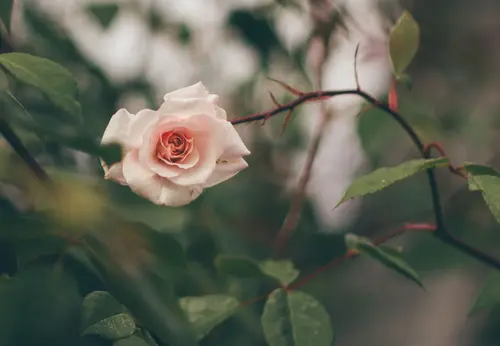 Wild Rose