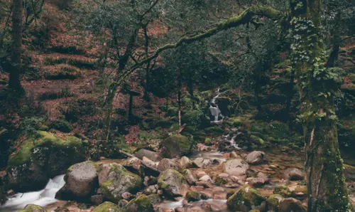 Wilderness