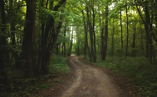 Winding Trail