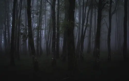 Woodland Mist