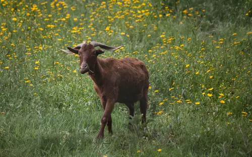Yellow Field Roaming