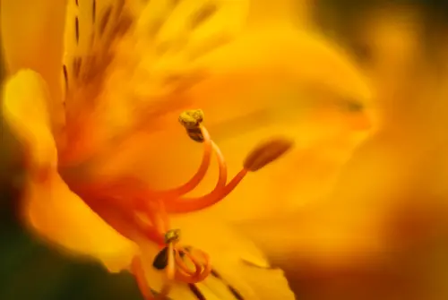 Yellow Focus